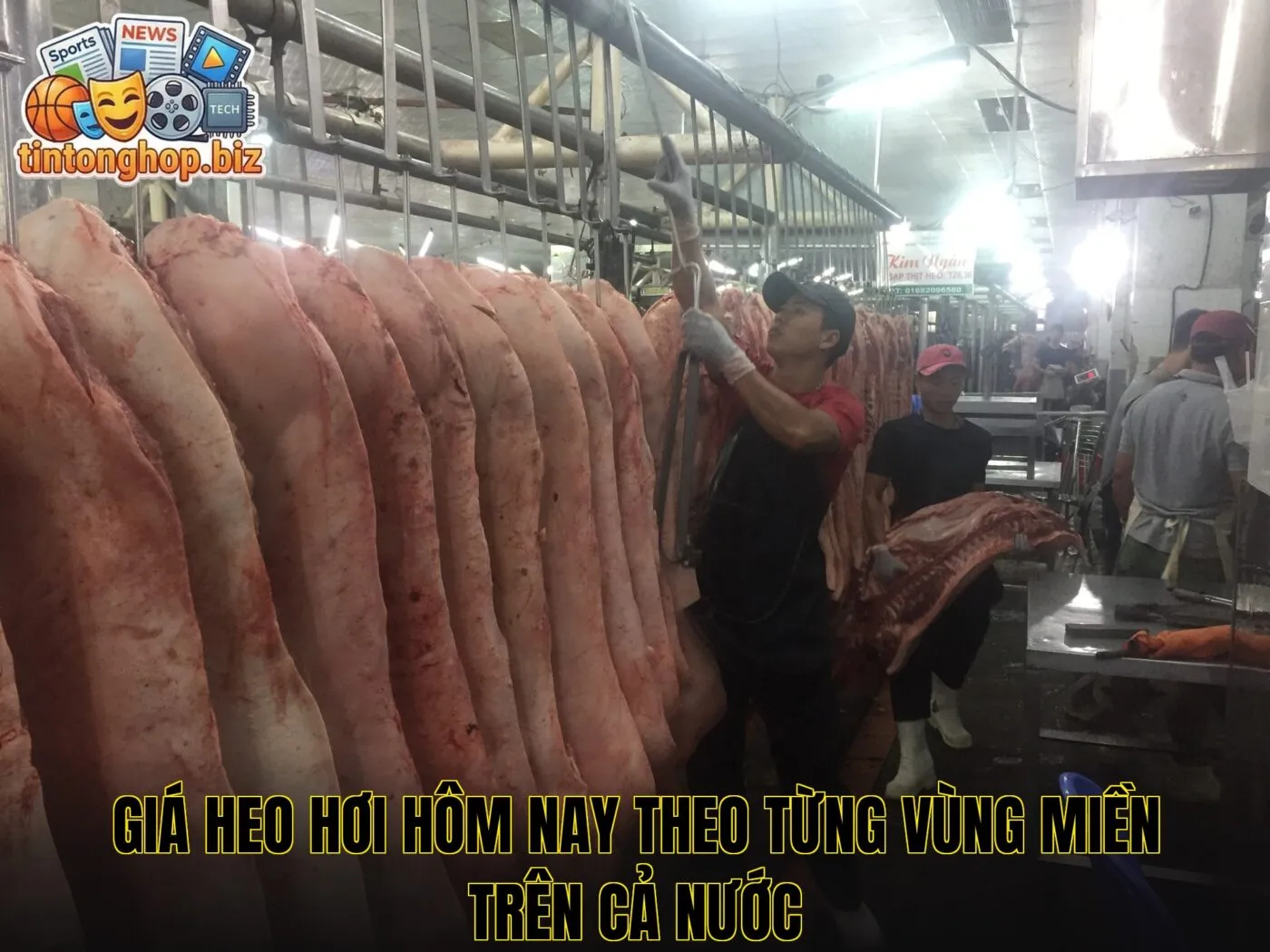 Giá heo hơi hôm nay theo từng vùng miền trên cả nước
