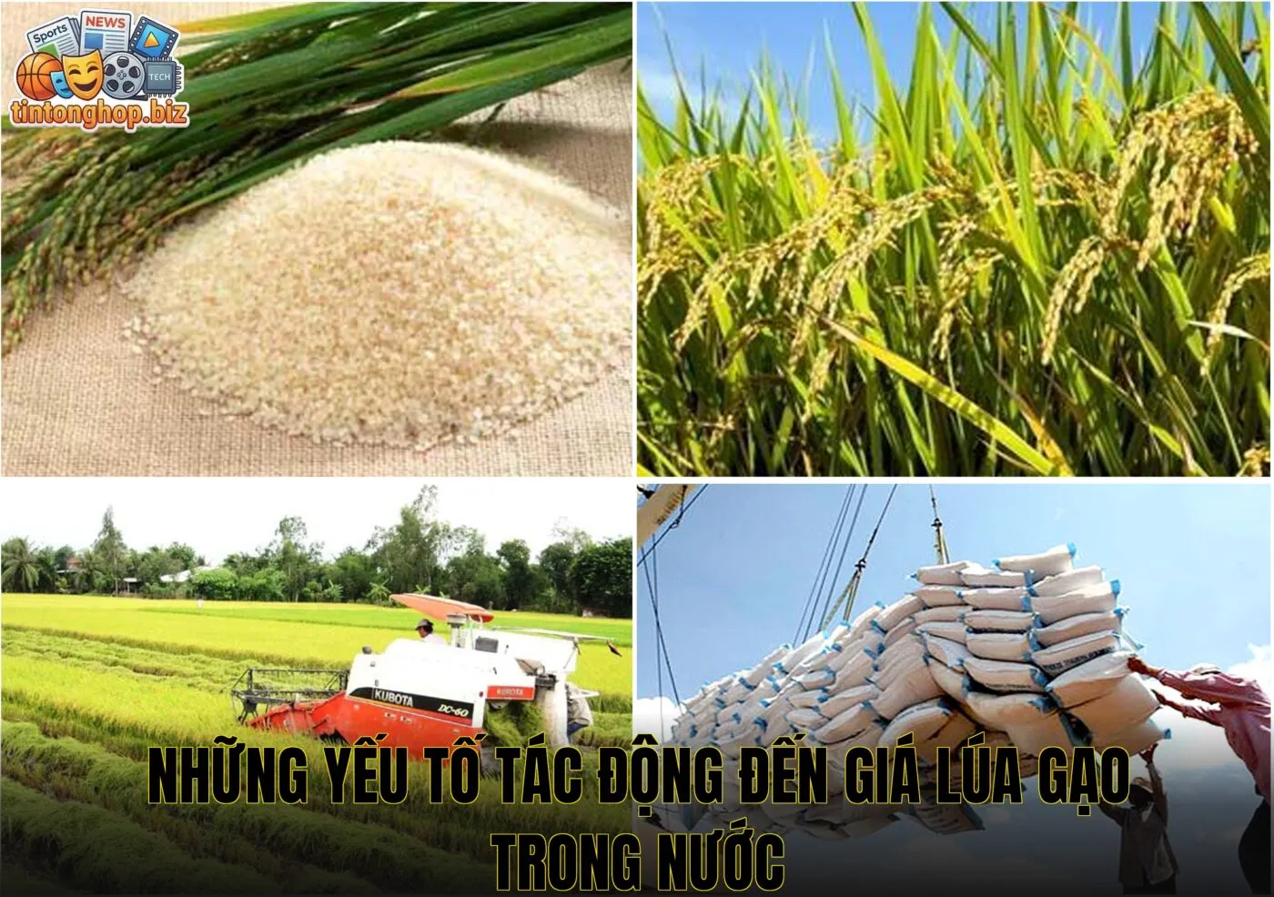 Những yếu tố tác động đến giá lúa gạo trong nước
