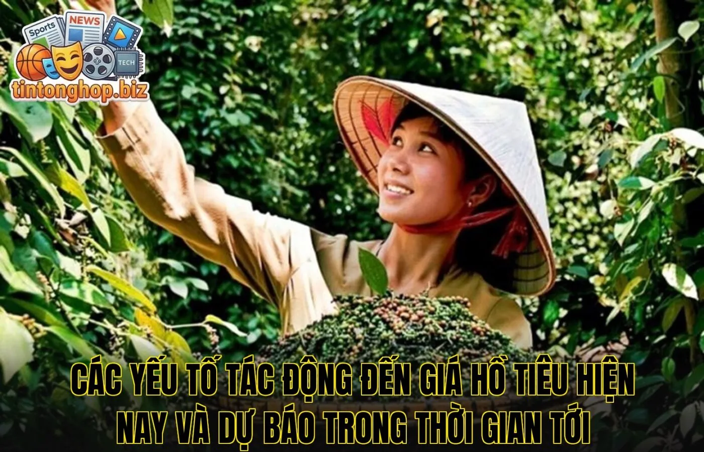 Các yếu tố tác động đến giá hồ tiêu hiện nay và dự báo trong thời gian tới