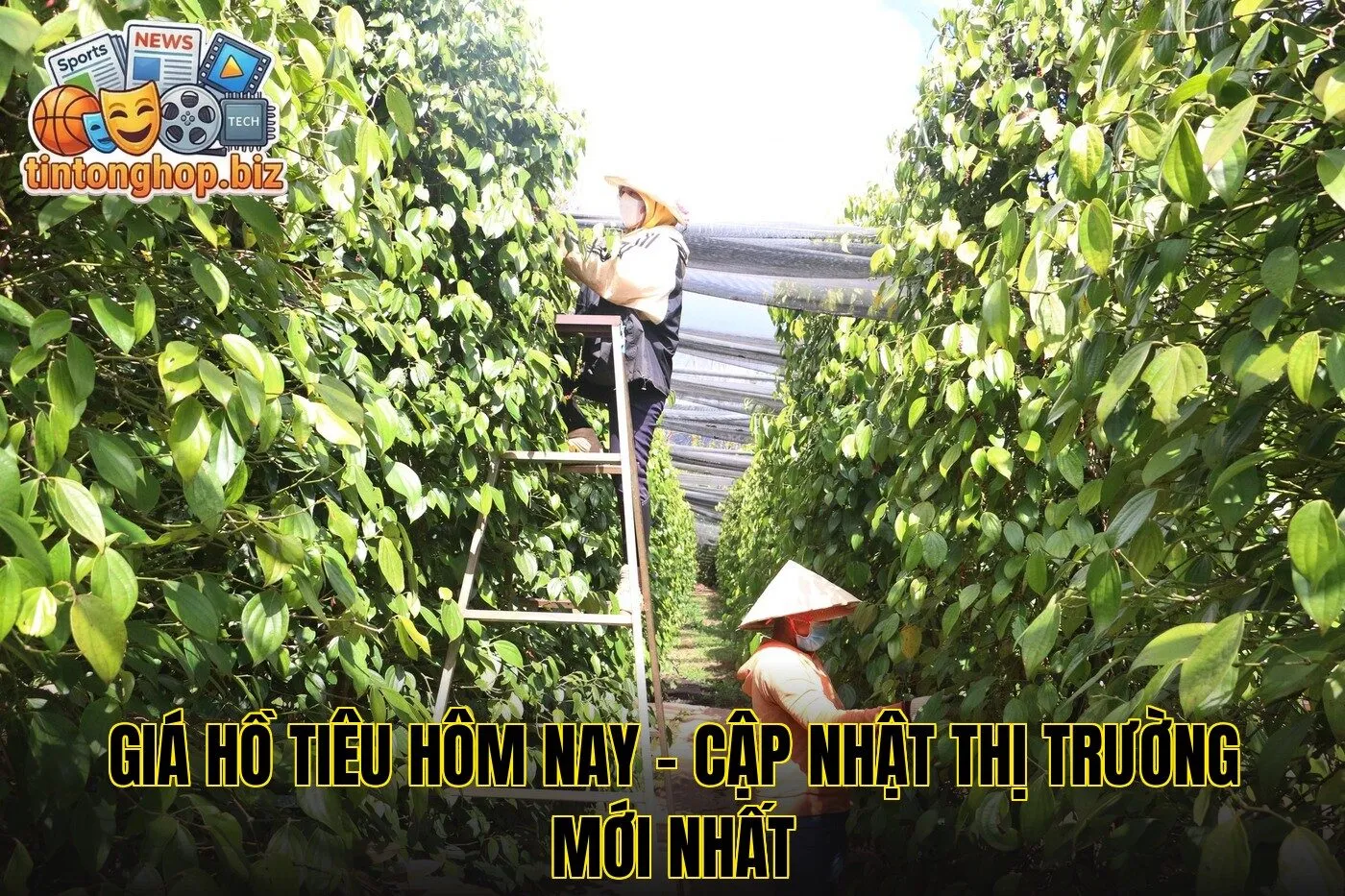 Giá Hồ Tiêu Hôm Nay – Cập Nhật Thị Trường Mới Nhất