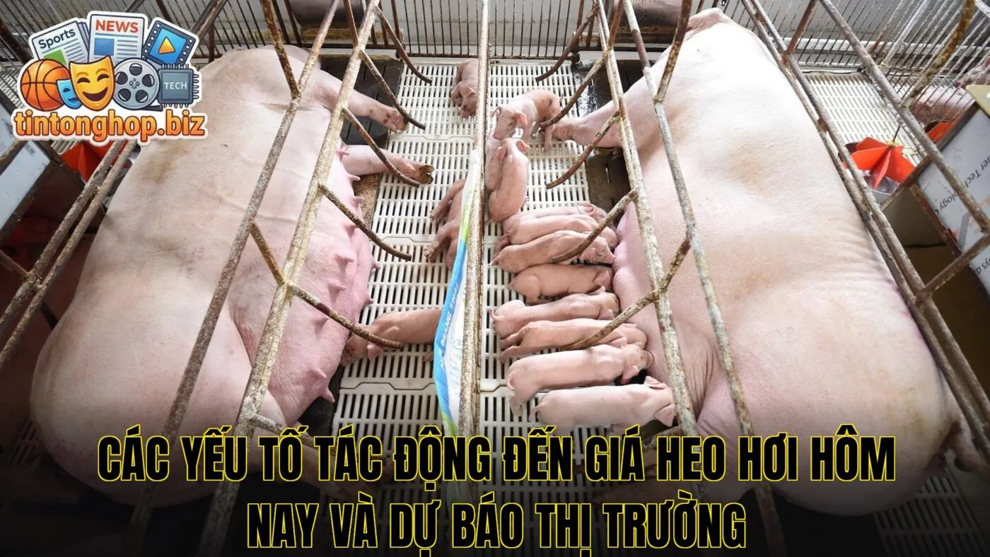 Các yếu tố tác động đến giá heo hơi hôm nay và dự báo thị trường