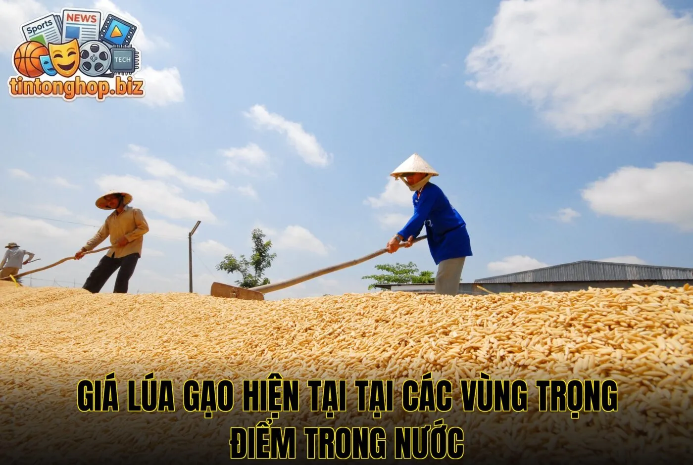 Giá lúa gạo hiện tại tại các vùng trọng điểm trong nước