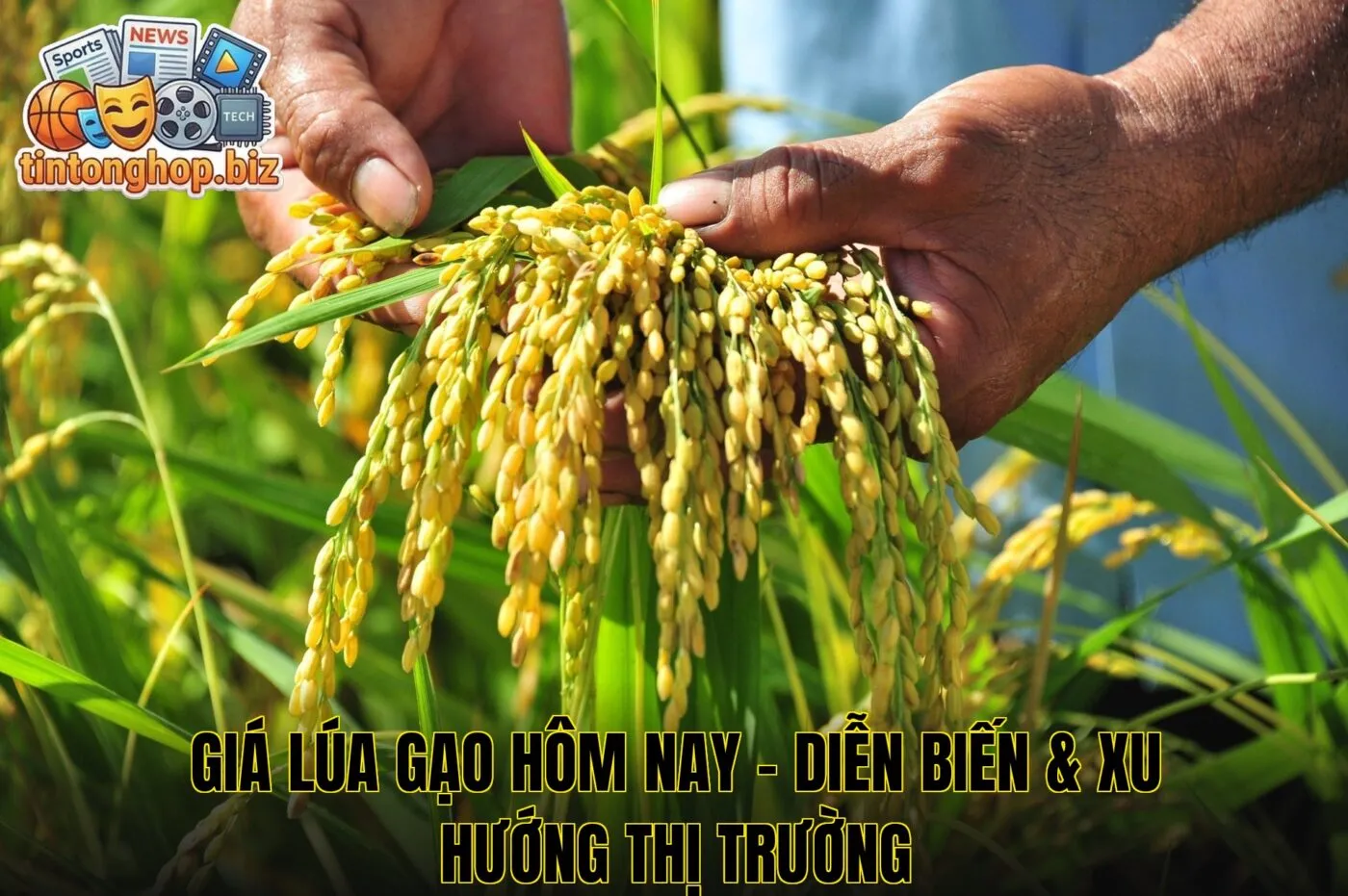 Giá Lúa Gạo Hôm Nay – Diễn Biến & Xu Hướng Thị Trường