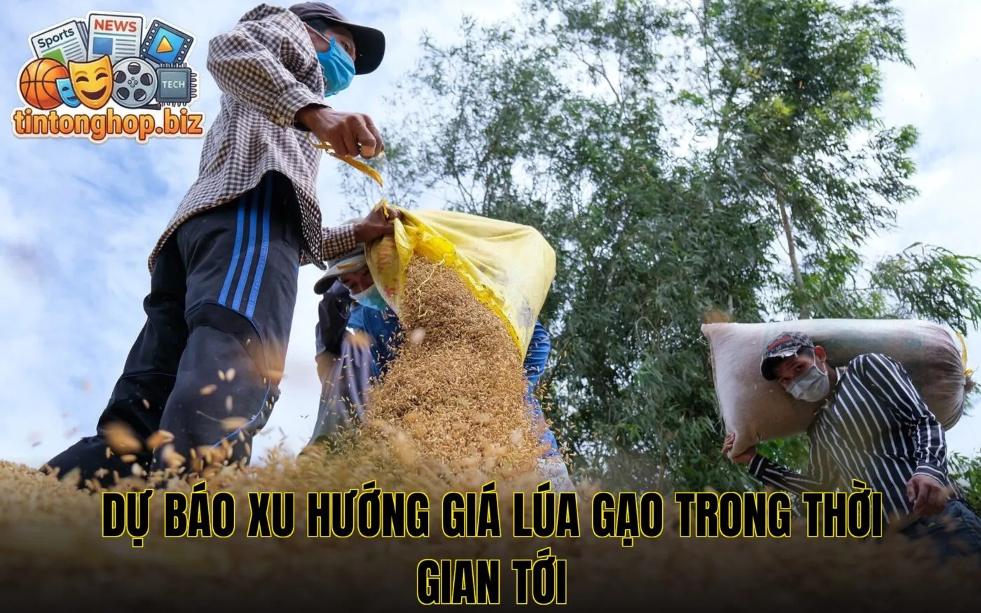 Dự báo xu hướng giá lúa gạo trong thời gian tới