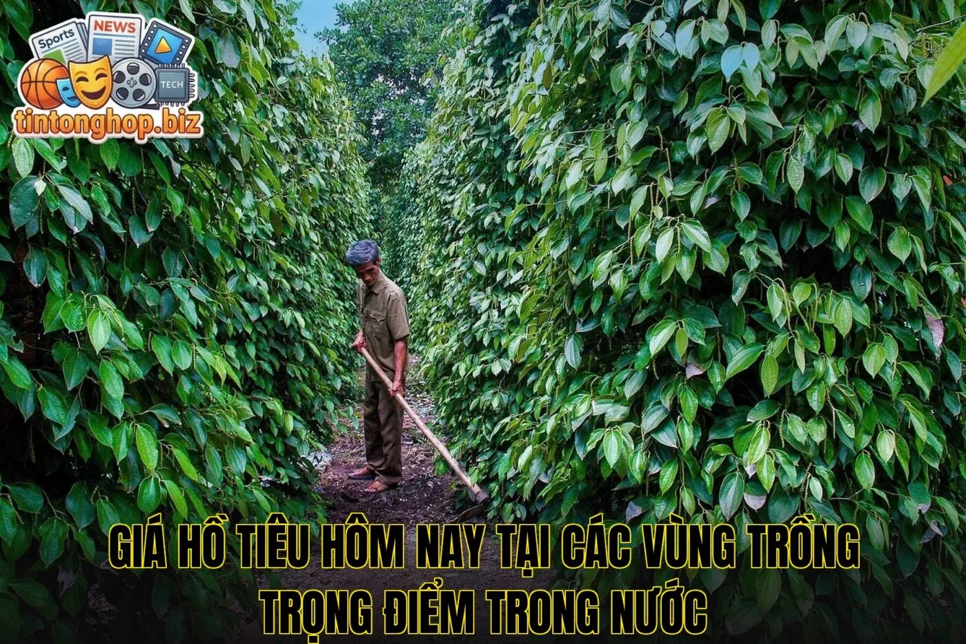 Giá hồ tiêu hôm nay tại các vùng trồng trọng điểm trong nước