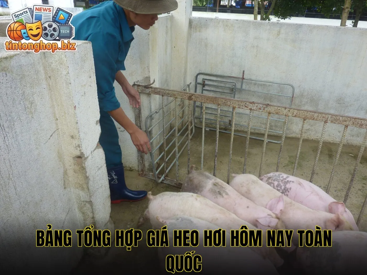 Bảng tổng hợp giá heo hơi hôm nay toàn quốc