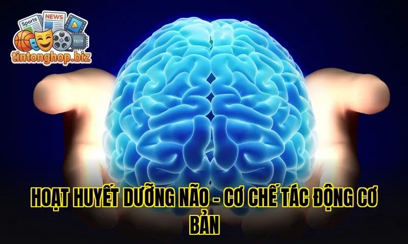 Hoạt Huyết Dưỡng Não – Cơ Chế Tác Động Cơ Bản