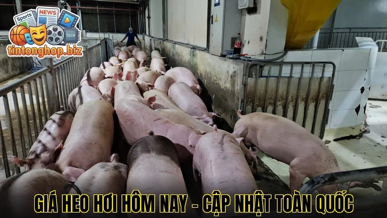 Giá Heo Hơi Hôm Nay – Cập Nhật Toàn Quốc